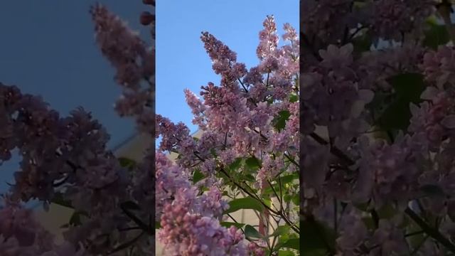 Сиреневая душа СИРЕНИ. Сирень махровая. смотреть онлайн