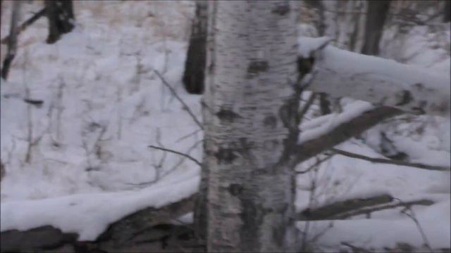Поездка в лес к "волшебному" дереву на коне. Fahrt in den Wald auf einem Pferd. Ein Magischer Baum. смотреть онлайн