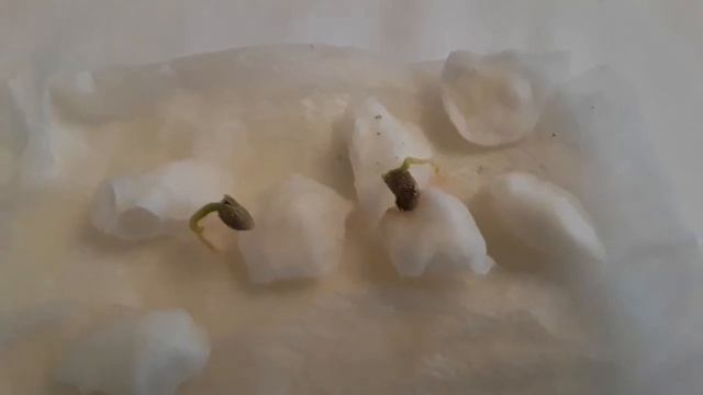 Kumquat Obovata seeds now germinating on damp tissue смотреть онлайн