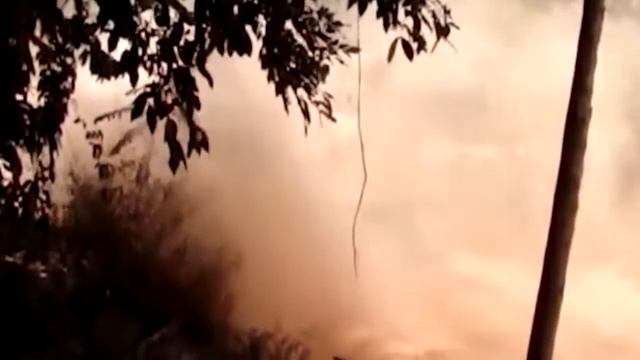 Как вывозят секвои и баобабы смотреть онлайн