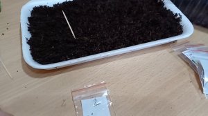 ПОСЕВ ВИОЛА АМПЕЛЬНАЯ КУЛ ВЕЙВ НА РАССАДУ🌺 #виола #кулвейв#семена#цветы