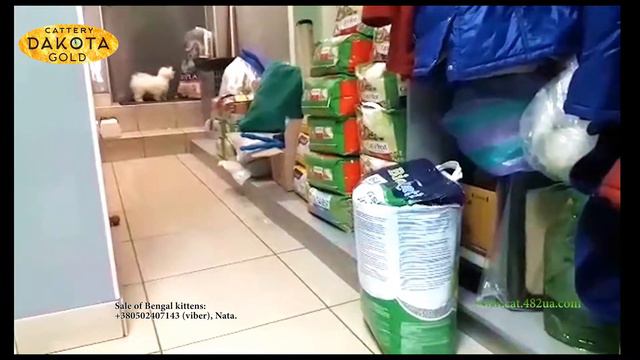 Встретились два одиночества, бенгальский котик и маленькая собачка смотреть онлайн