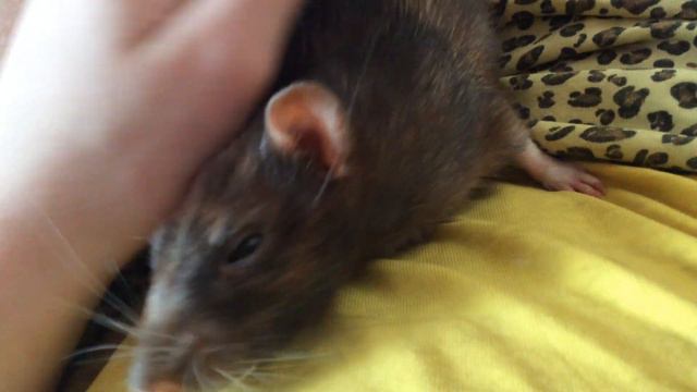 Мой ласковый и нежный... Люцифер : ) смотреть онлайн