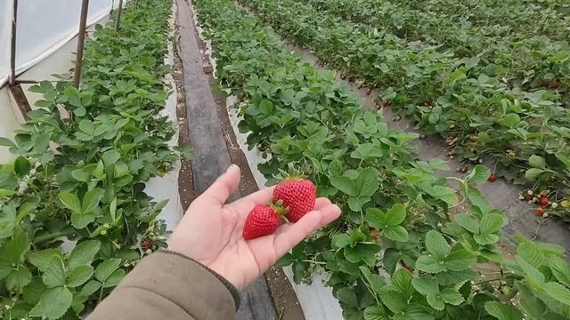 Наш фаворит - Флёр! Сорт (разовый, летний). Ставрополь. смотреть онлайн