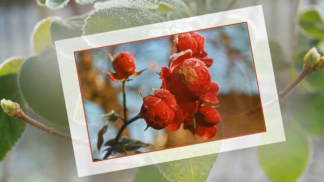 Ледяная роза смотреть онлайн