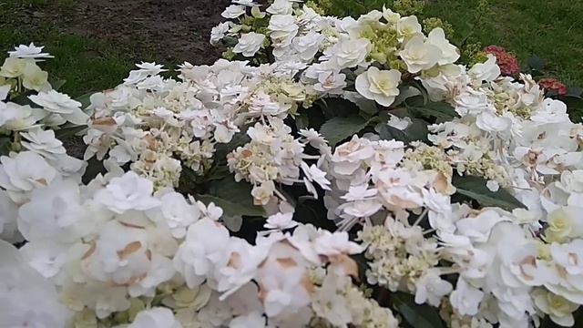 Гортензия ,,Свадебное платье" , Wadding Gown" смотреть онлайн