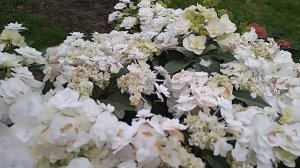 Гортензия ,,Свадебное платье" , Wadding Gown"