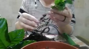 Пересадка кофе Арабика