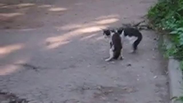 непонятный разговор.AVI