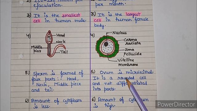 Difference between sperm and ovum | difference between human sperm and ovum | ovum | sperm смотреть онлайн