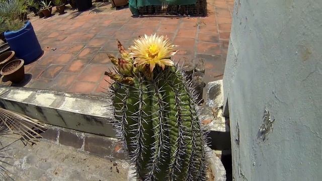 Ferocactus Latispinus Cactus _ Yr 2013 смотреть онлайн