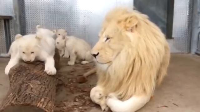 9 самых красивых животных в мире смотреть онлайн