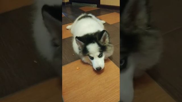 Собачка помски по кличке Эйс #помски #shorts смотреть онлайн
