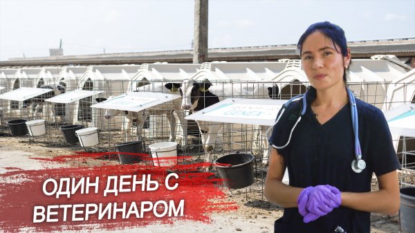 Один день с ветеринаром. Как проходят рабочие будни ветеринарного врача?