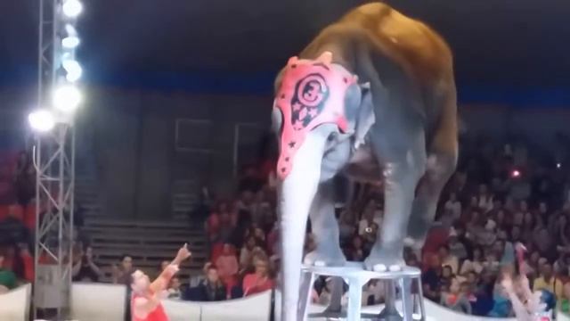 Слон стоит на двух передних ногах,не выдержал и упал на зрителей( смотреть онлайн