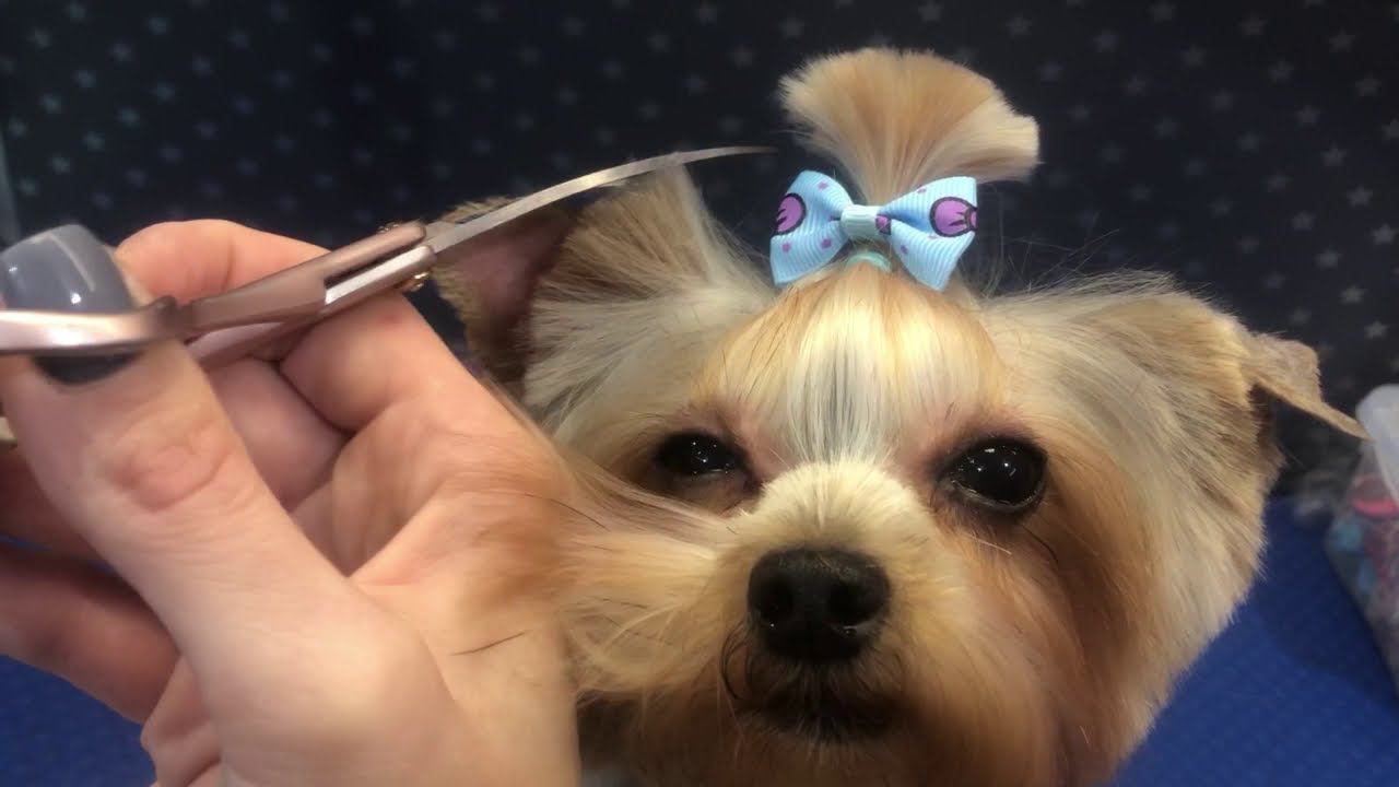 Стрижка Йорка. Классический вариант смотреть онлайн