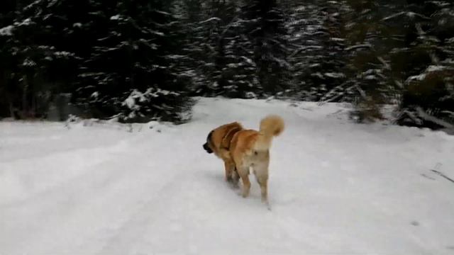 Кавказская овчарка Юкка с Северного Урала 4 смотреть онлайн