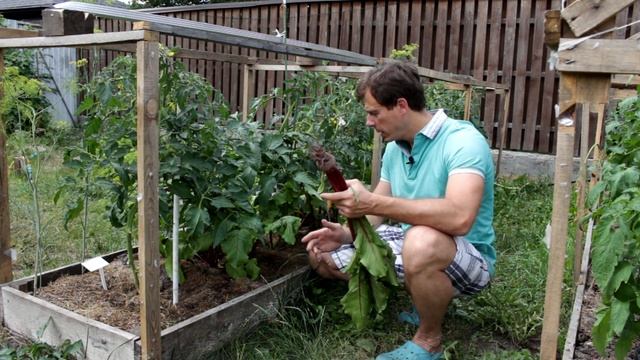 Результат эксперимента Свёкла   уплотняющая посадка между ПОМИДОРАМИ !