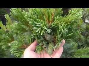 Сосна мелкоцветковая «Бергман»  Pinus parviflora «Bergman»