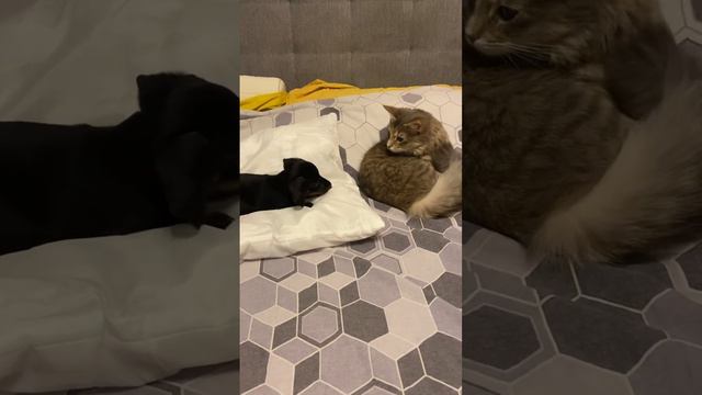 Мята сама приходит к Майке, а потом ещё шипит на неё #котики #2024 #мята #cat #dog #kitten #такса смотреть онлайн