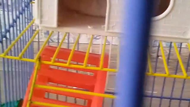 Что есть в клетке у хомки смотреть онлайн