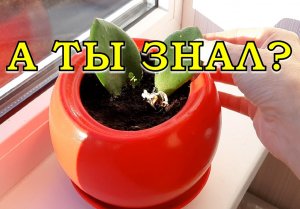 ДЕНЕЖНОЕ ДЕРЕВО размножаем ЛИСТОЧКОМ???