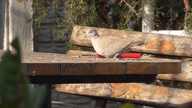 ловля птиц на западок // 09.04.2020г смотреть онлайн