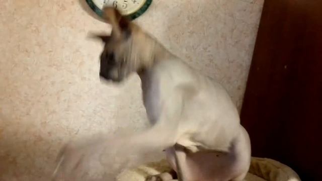 Сфинкс играется и кусается