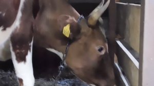 КАРДИНАЛЬНЫЕ РЕШЕНИЯ ПРОБЛЕМ С ПЕРВОТЁЛКОЙ//В ПОМОЩЬ НАЧИНАЮЩИМ-АНТИБРЫК! ЧТО ДЕЛАТЬ С ОТЁКОМ ВЫМЕН