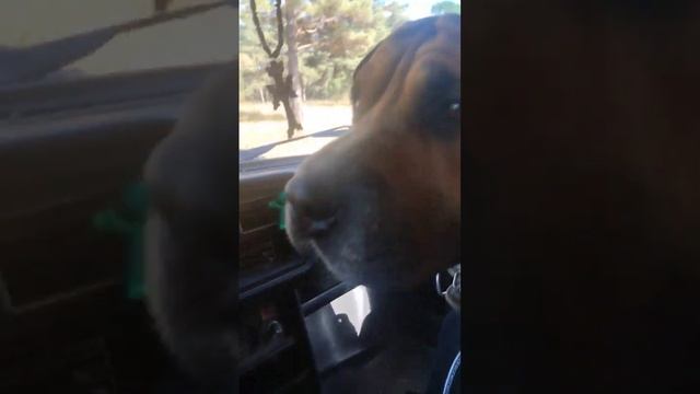 по рыжики с Рыжим? смотреть онлайн