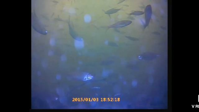 рыбалка Брянская область на реке смотреть онлайн