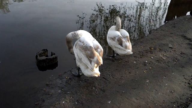 Екатерининский парк, г. Тирасполь смотреть онлайн