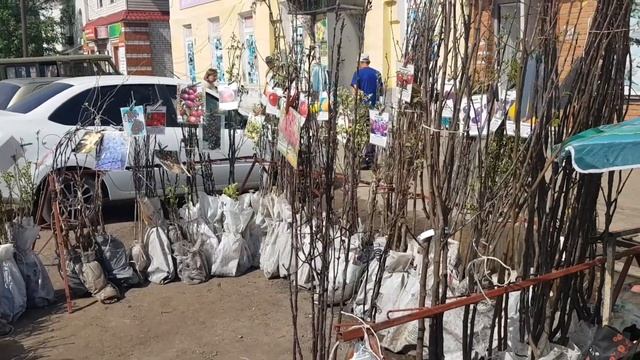 Саженцы в Моршанске. С гарантией смотреть онлайн