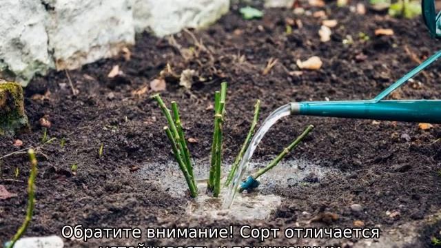 Роза Черный принц смотреть онлайн