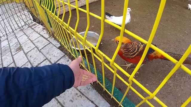 Белая лошадь!!! Село Кадниково 17.10.2020 смотреть онлайн