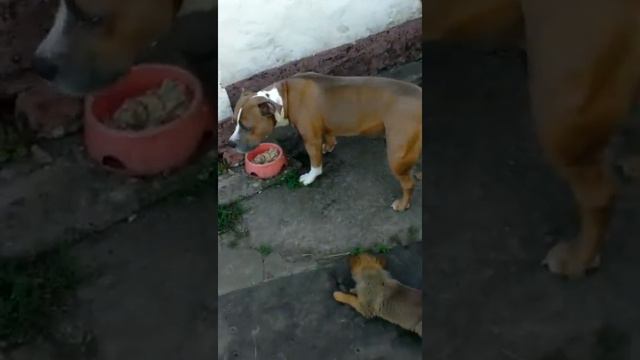 Стафф и щенок дворняги смотреть онлайн