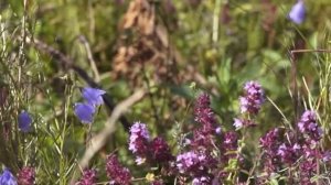 Травовед. Чабрец (Thyme). Рассказывает Моряков Сергей Викторович