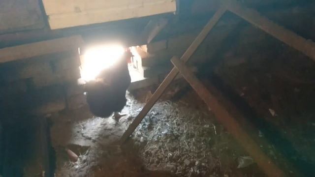 Как уберечь кур? смотреть онлайн