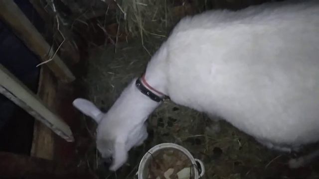 Знакомство с новым каналом, у козы выросло вымя, плохо ест новый размол,сильный ветер. ночь. смотреть онлайн