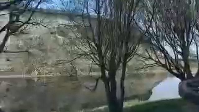 Енот-полоскун (Американский енот)... смотреть онлайн
