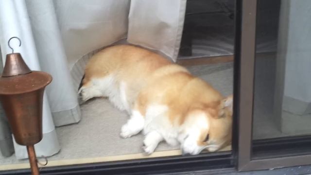Waking up a sleeping corgi смотреть онлайн