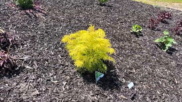 Garden Center Garden Tour Early June смотреть онлайн