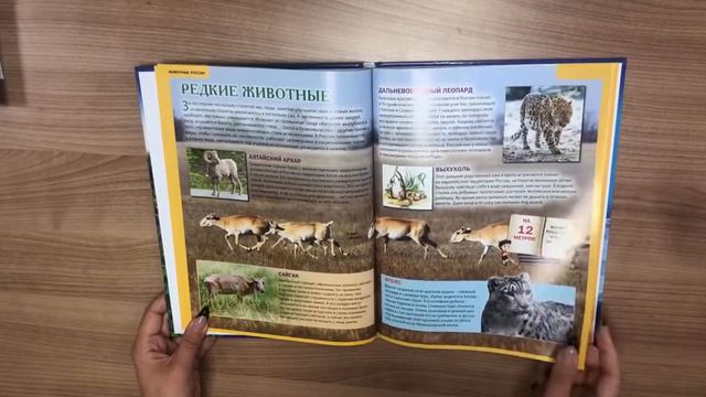 Животные России. Иллюстрированная детская энциклопедия смотреть онлайн
