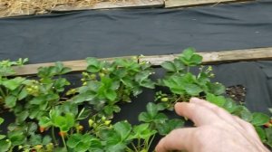 Обзор сортов клубники Ания,Маригет и Шарлотта.Предупреждаю,буду плямкать.