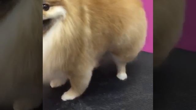 Стрижка собак во Владимире. Груминг шпица в салоне Лайкин смотреть онлайн