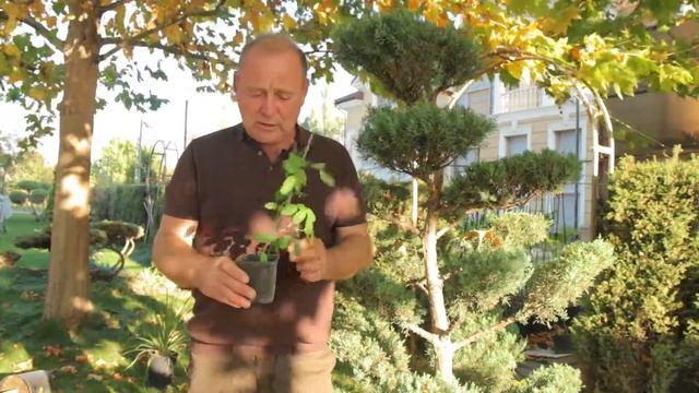 Синий чай смотреть онлайн