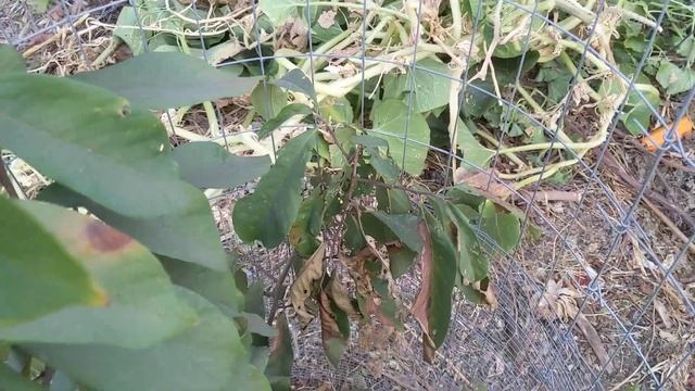 Growing Paw Paw trees in California! Year 3 смотреть онлайн