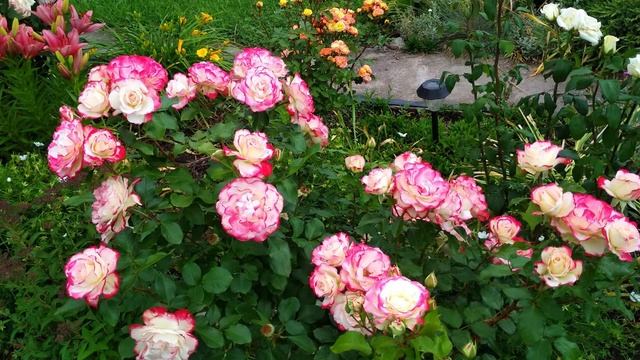 Идеальная Флорибунда для розария с минимальным уходом.Юбилей принца Монако(Юбилей Санкт-Петербурга) смотреть онлайн