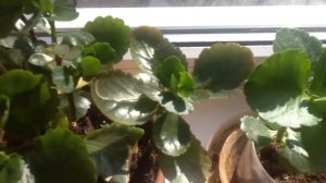 Каланхоэ. Какими бывают каланхоэ? Зацветёт или нет... Сорта каланхоэ.