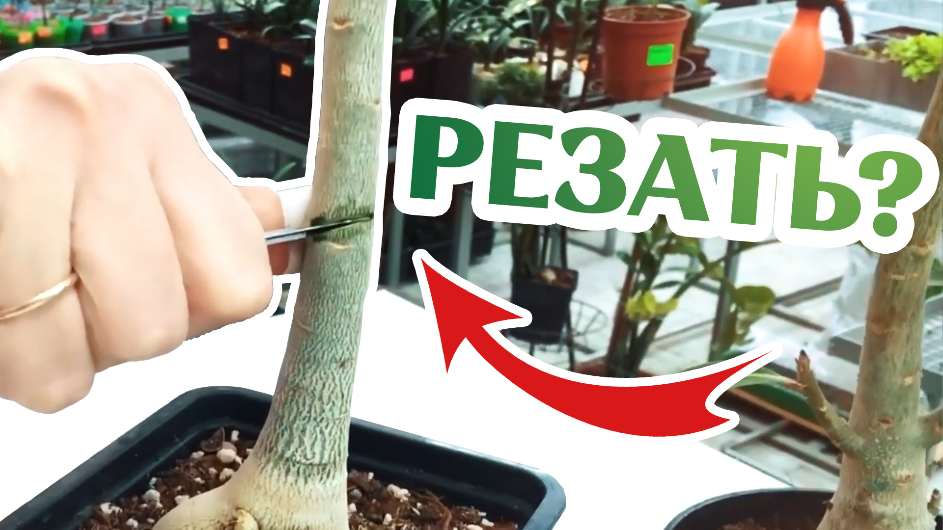 Как Сделать Обрезку Адениума смотреть онлайн